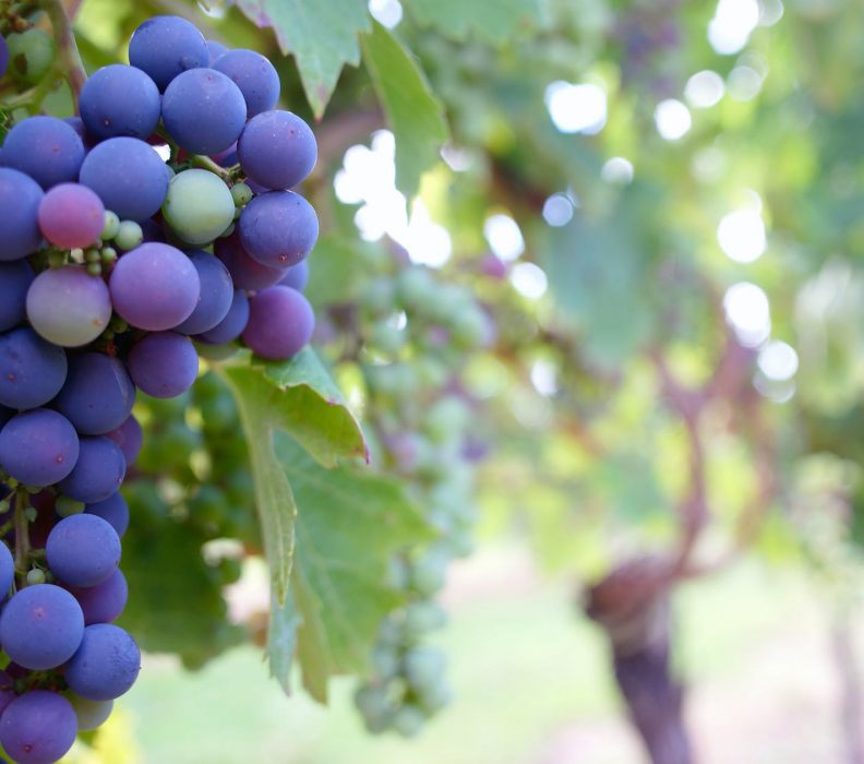 Escuela de Verano de la RED VITIS 2.0