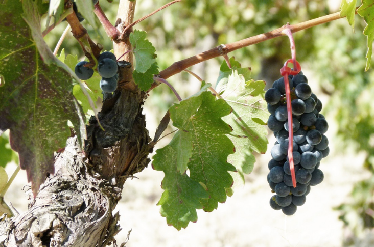 Cepas de Benedicto, “la madre del tempranillo”, encontradas en Dominio de CAIR