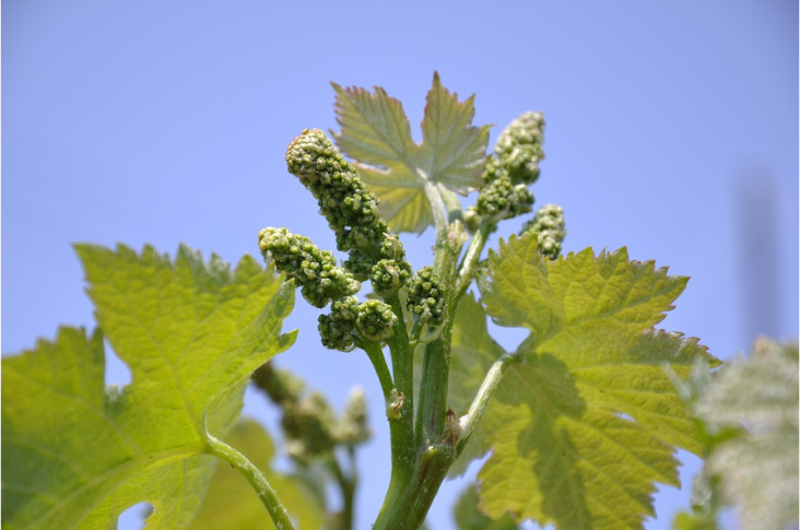 Vid4Vino presentará sus resultados en Bodegas Barahonda