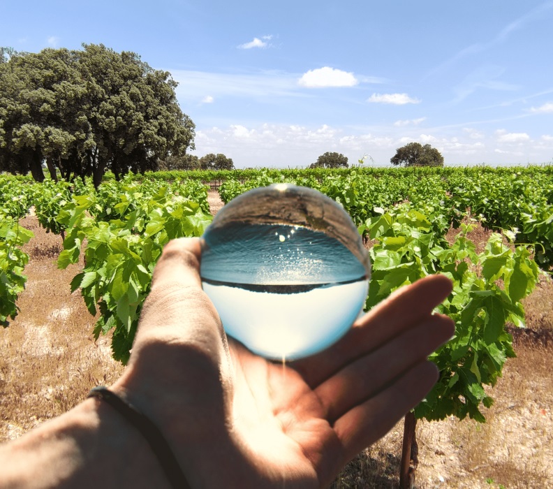 Celebrado el Webinar “Regeneración y reutilización de agua en el sector del vino”