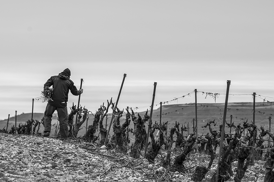 Bodega Matarromera, Pago de Carraovejas y Ence unidos para ofrecer soluciones sostenibles al residuo de poda de la vid   